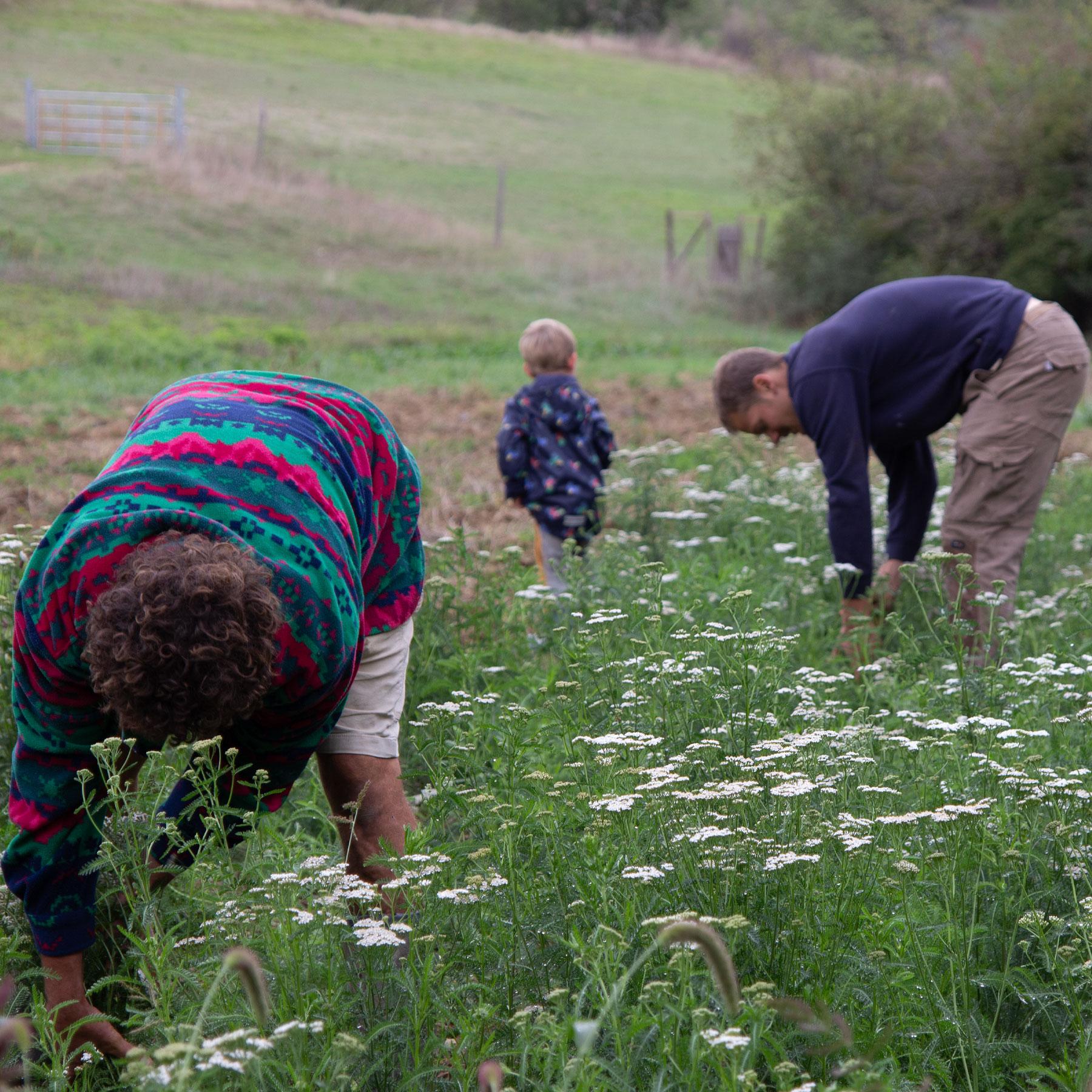 Sonnenvitamin Sonnenvitamin