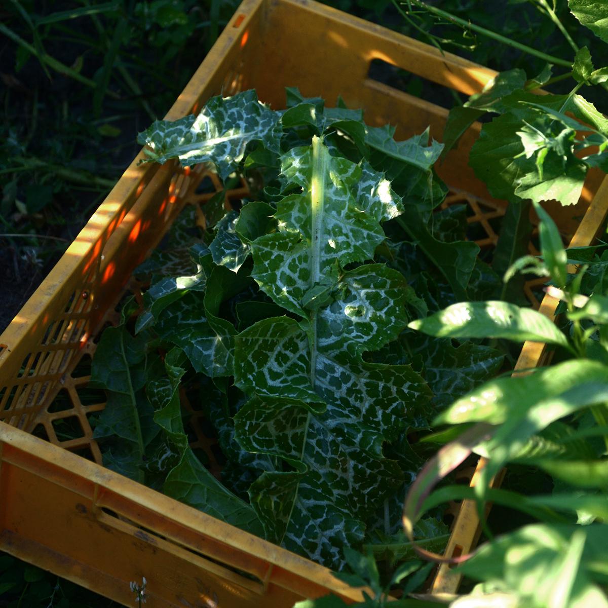 Mariendistel Kapsel Bio