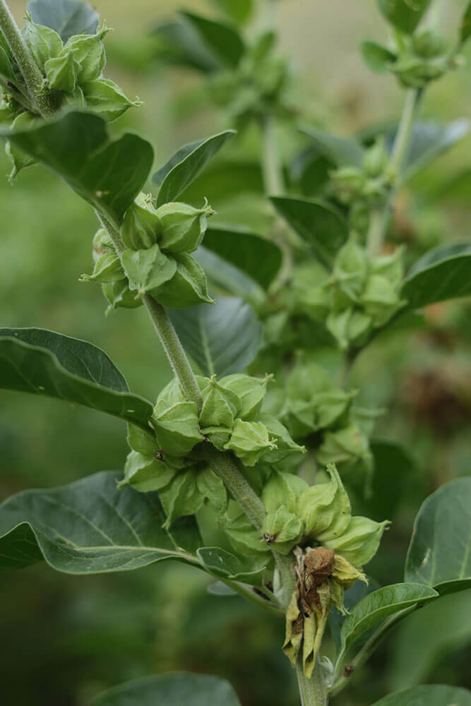 Ashwagandha, Schlafbeere Ashwagandha, Schlafbeere