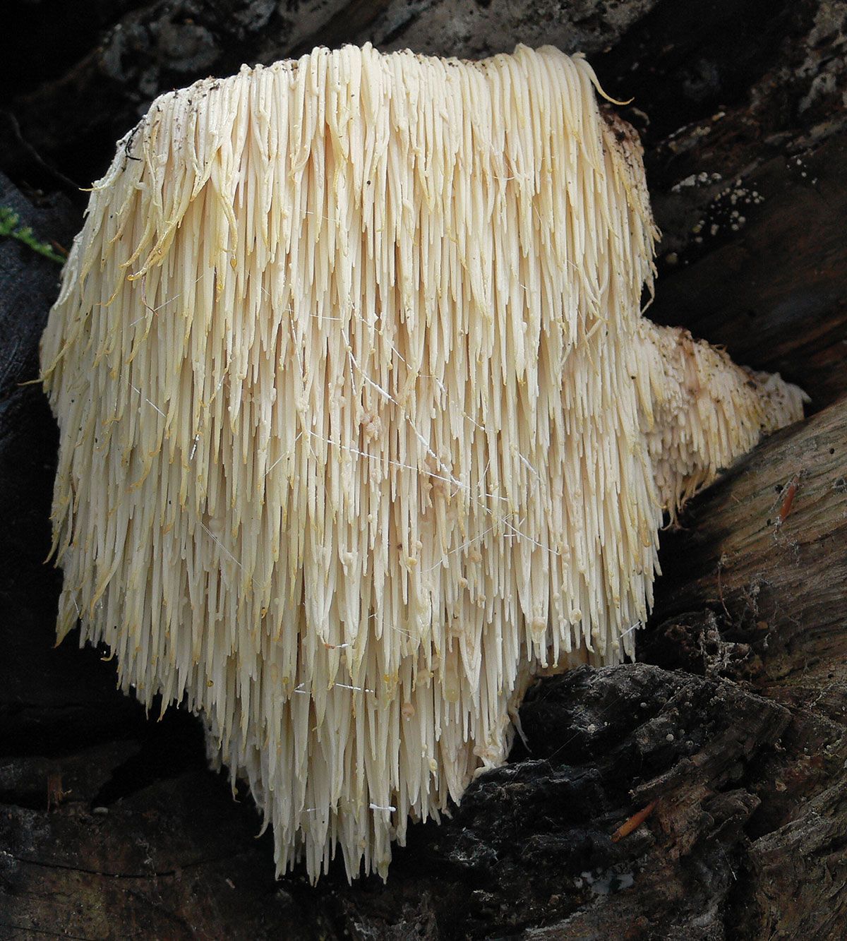 Hericium Pilz Löwenmähne