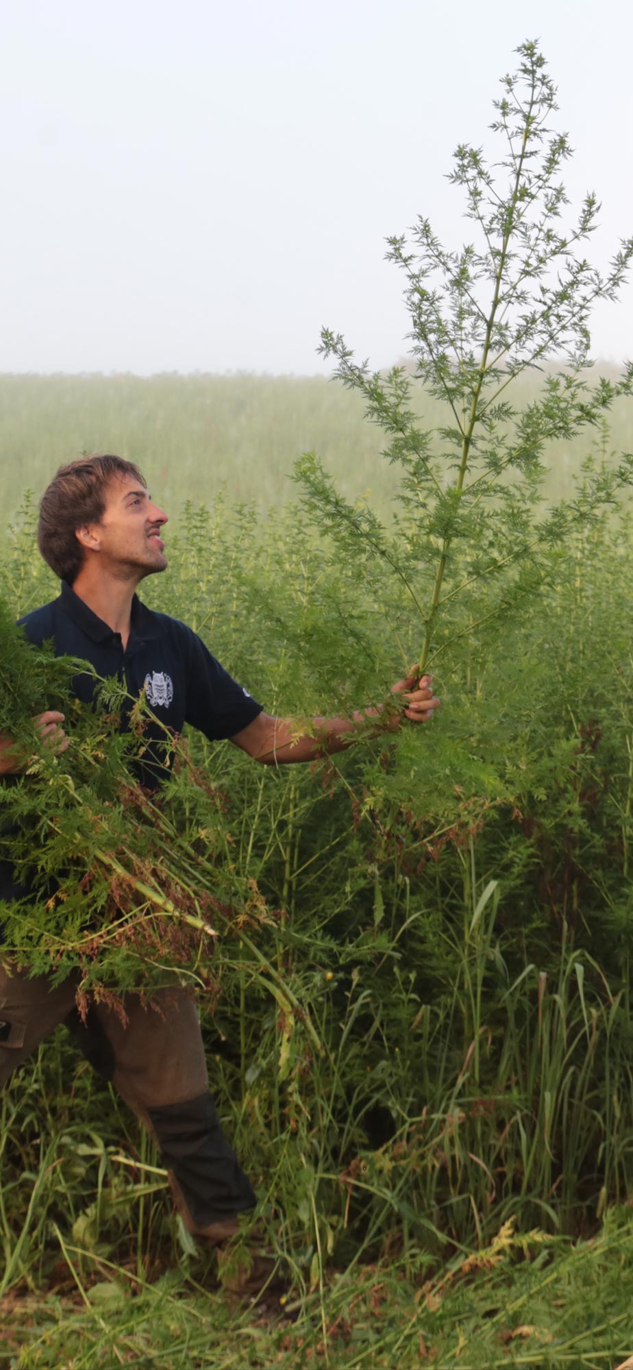 Artemisia annua Pflanze