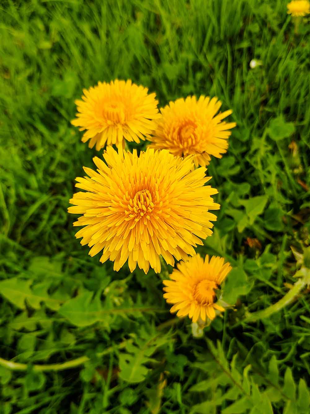 Löwenzahn (Taraxacum officinale) — Wurzel, Blätter und Blüte