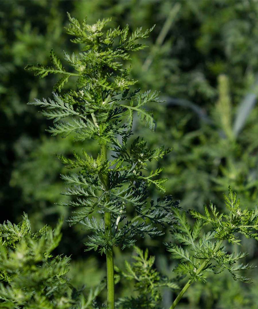 Artemisia annua Pflanze