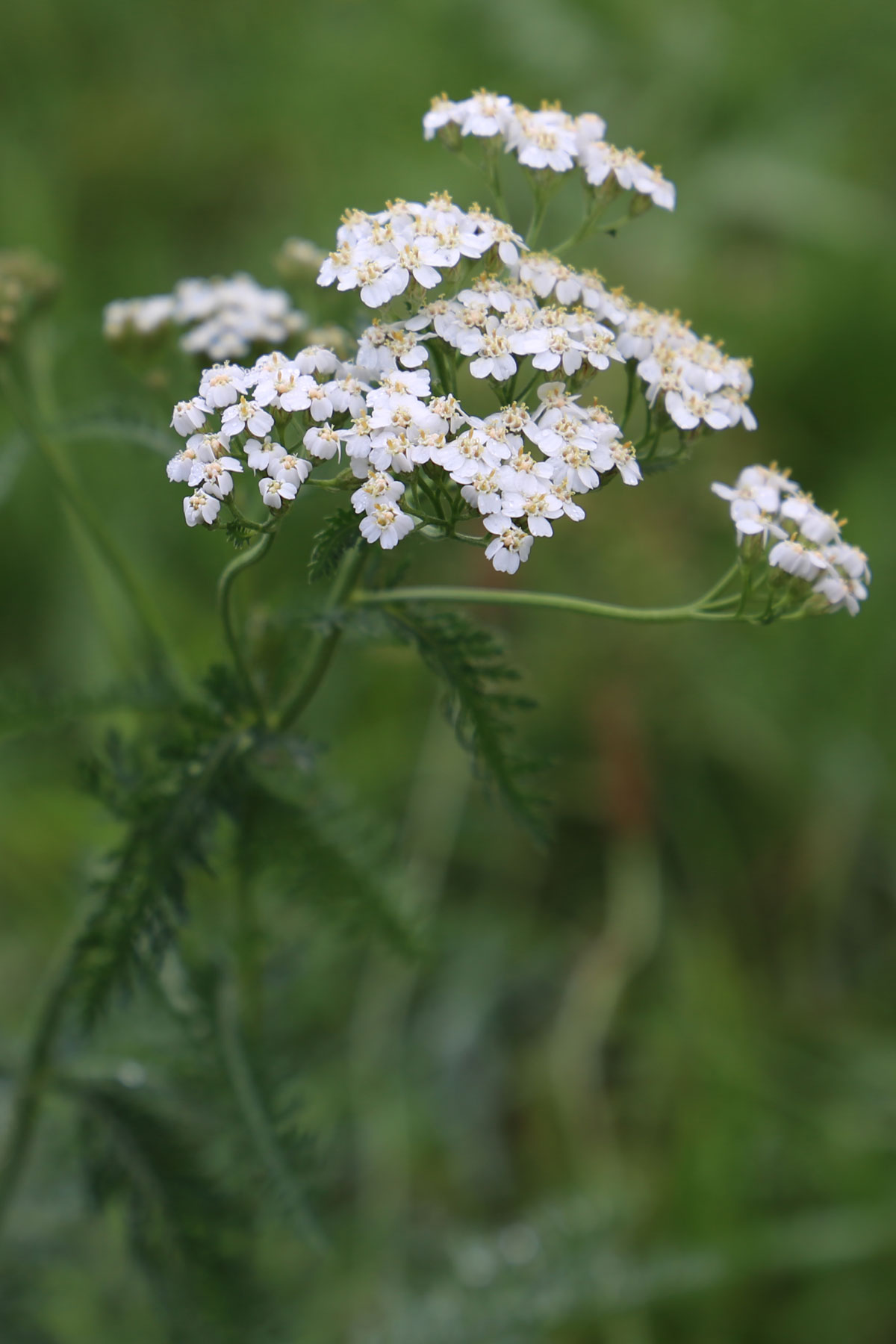 Vitamin-D3+K2-Tropfen Vitamin-D3+K2-Tropfen