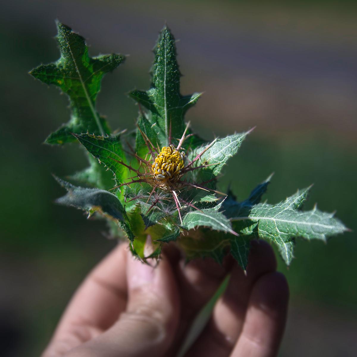 Mariendistel Tinktur Bio