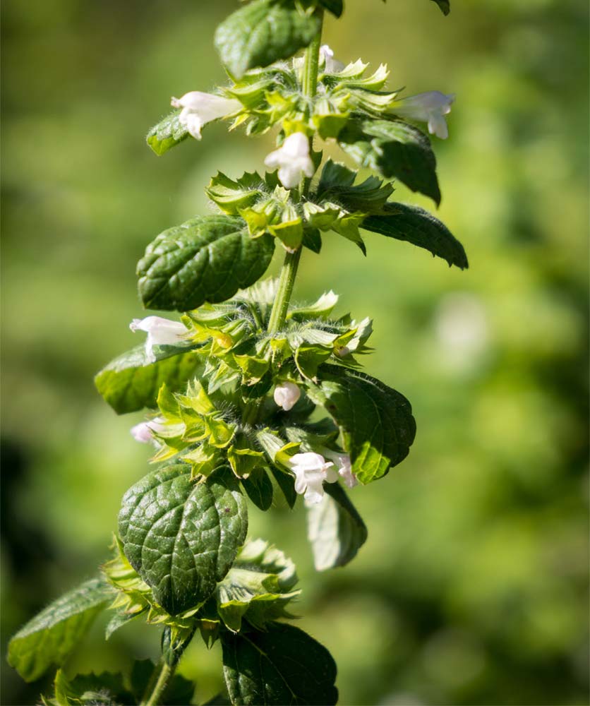 Zitronenmelisse (Melissa officinalis)
