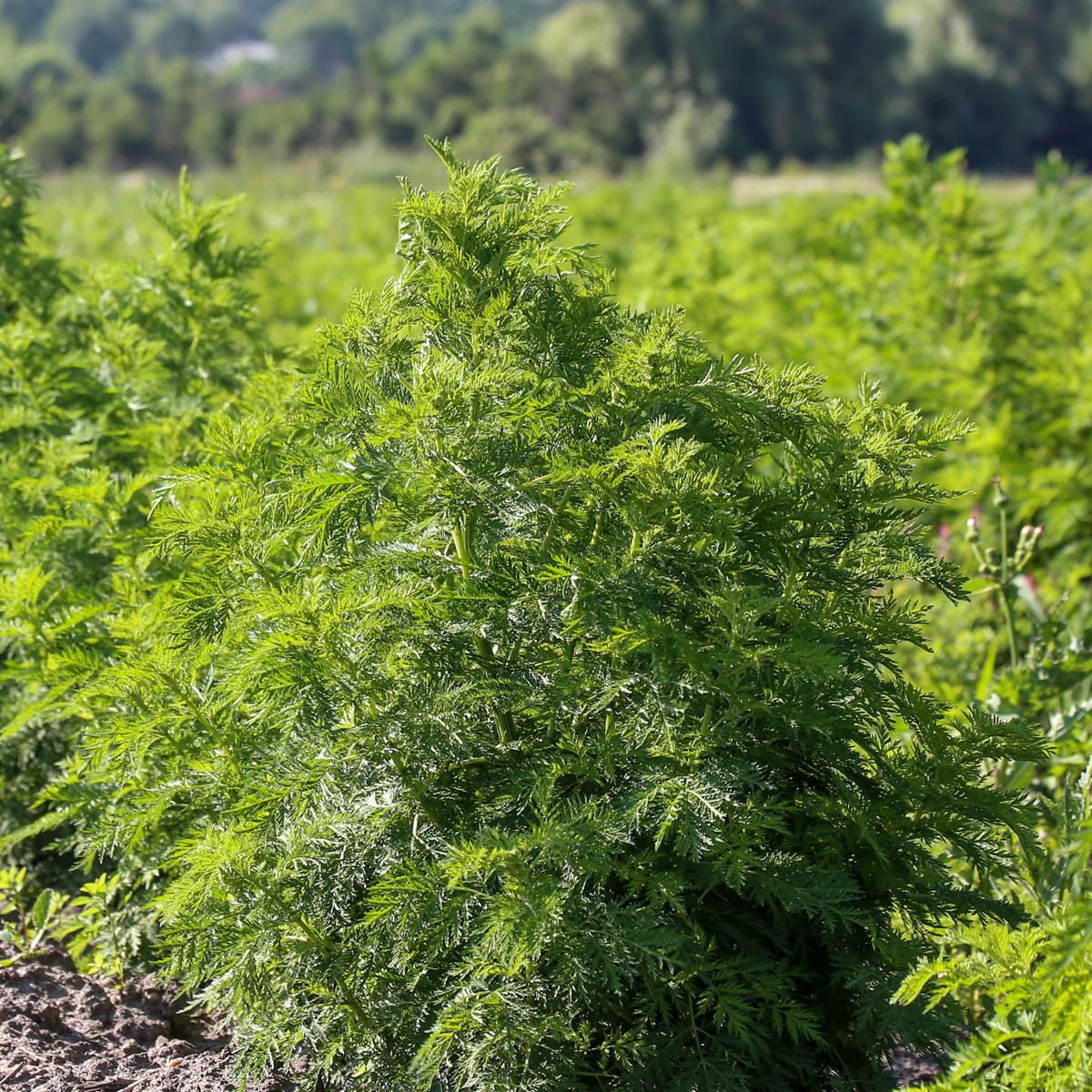 Artemisia annua Pflanzenauszug - Auswahl: 200 ml