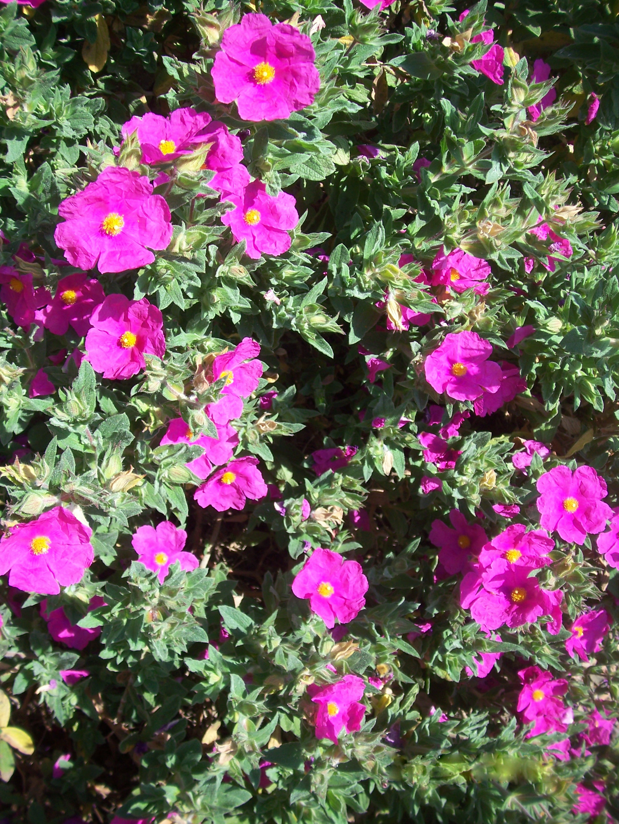 Zistrose (Cistus incanus)