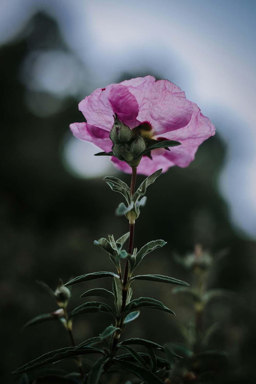 Zistrose Tinktur Anwendung