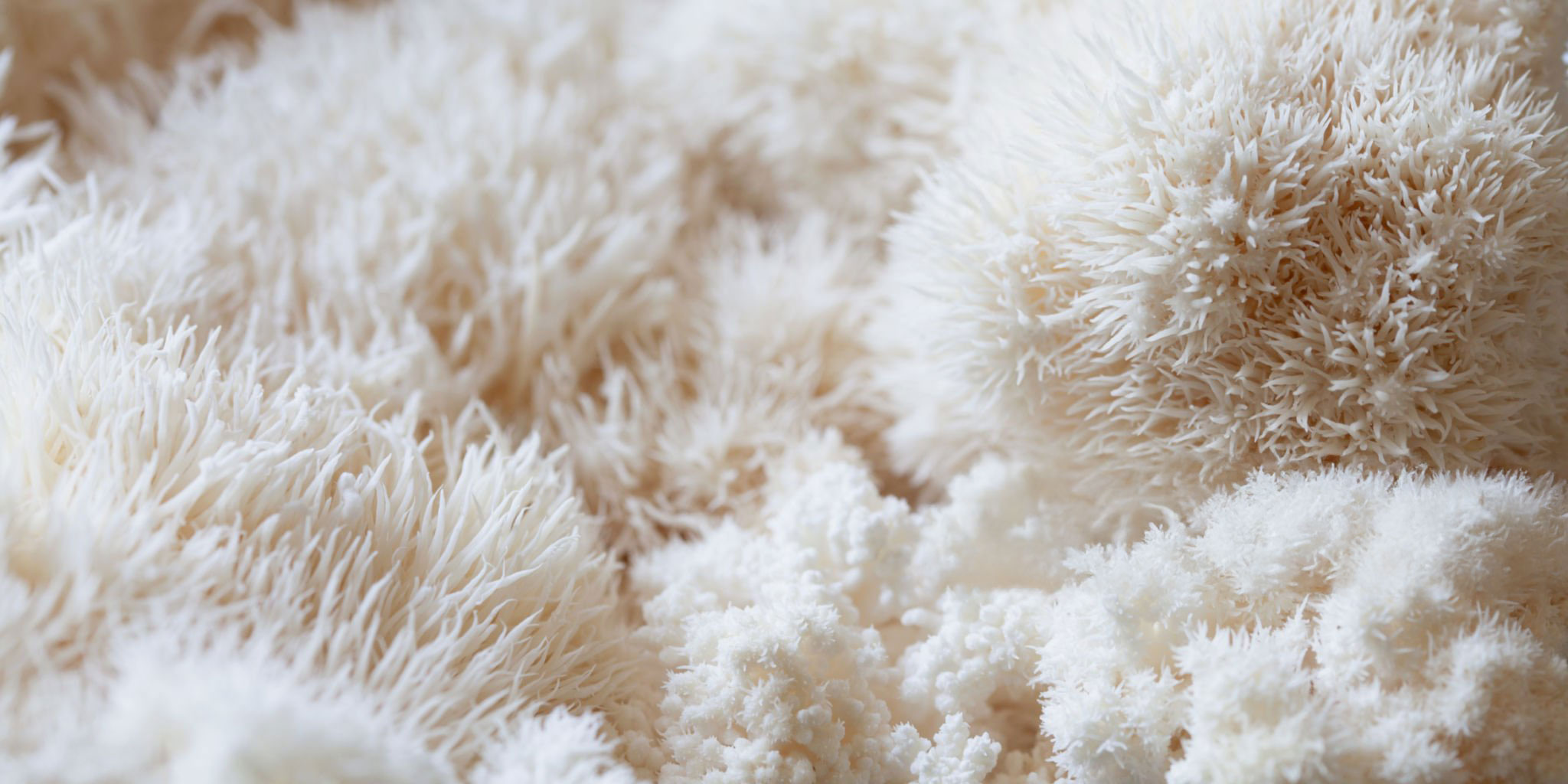 Hericium Inhaltsstoffe und Verwendung Hericium Inhaltsstoffe und Verwendung