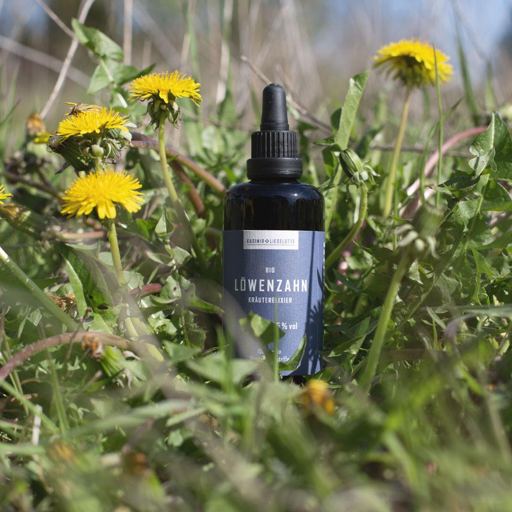 Löwenzahn Tinktur Bio
