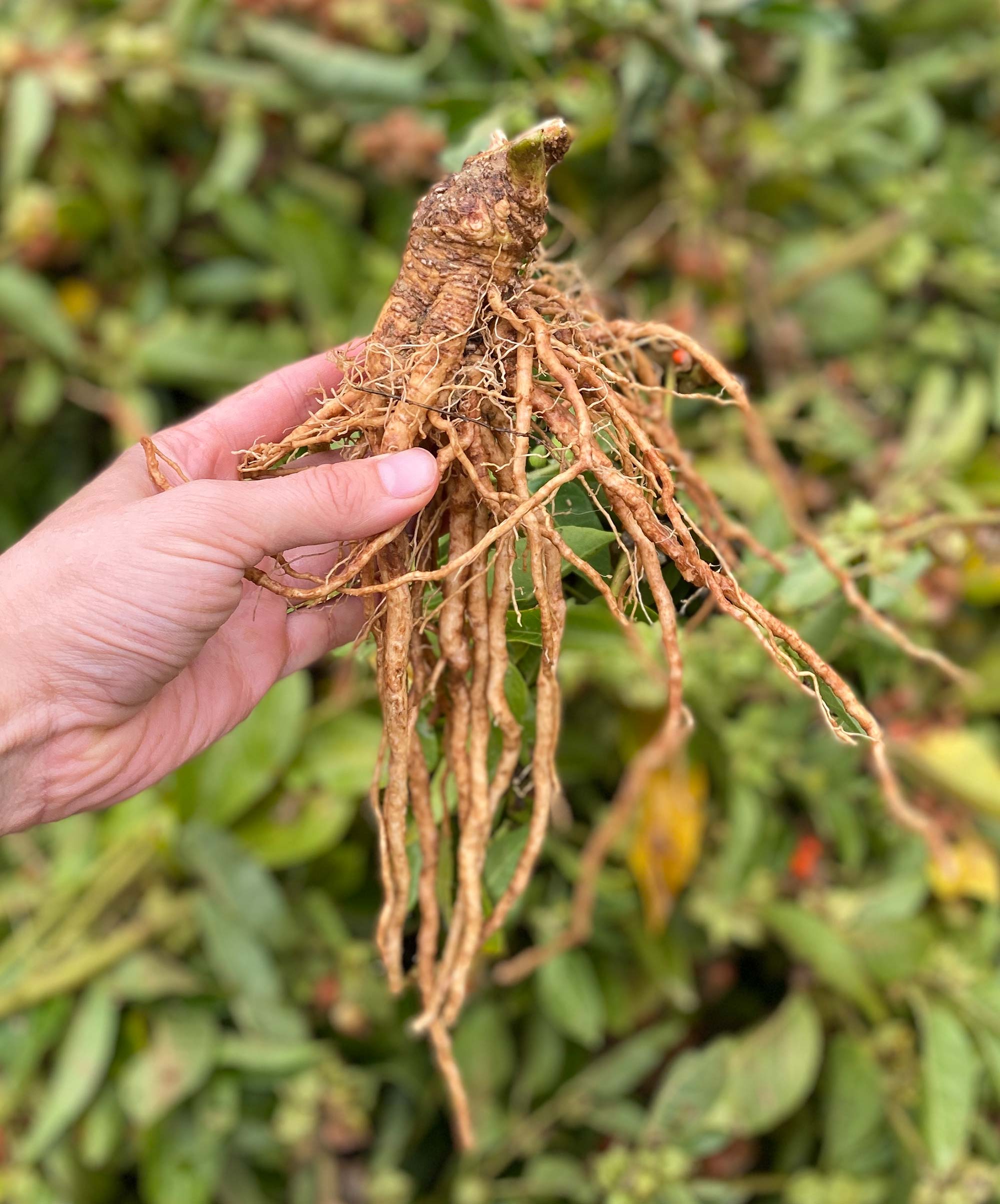 Ashwagandha Inhaltsstoffe und Verwendung Ashwagandha Inhaltsstoffe und Verwendung