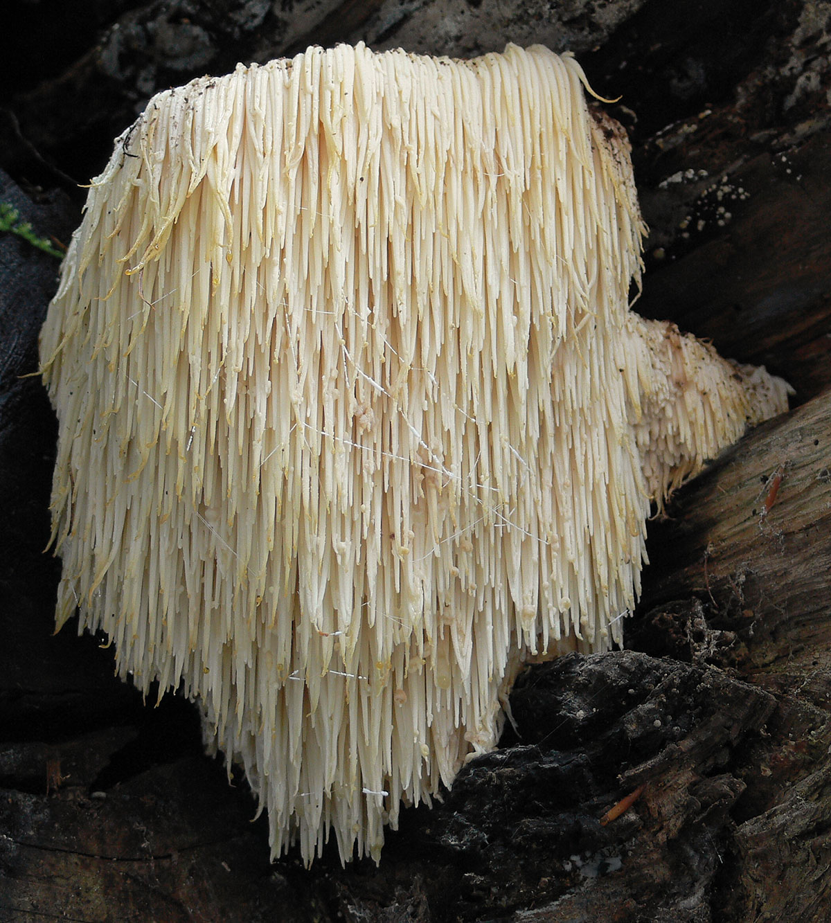 Hericium Bio Vitalpilz