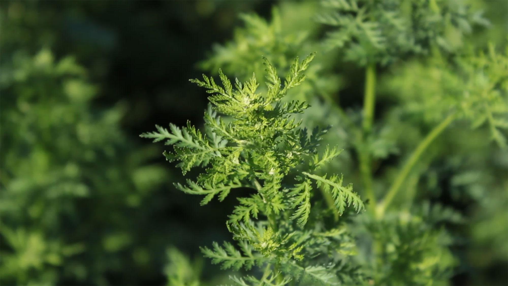 Artemisia annua Pflanze Artemisia annua Pflanze