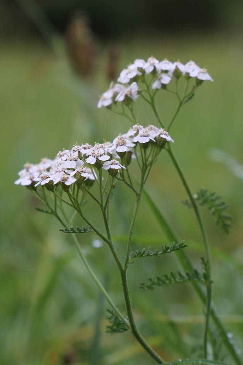 Schafgarben Blüte Schafgarben Blüte