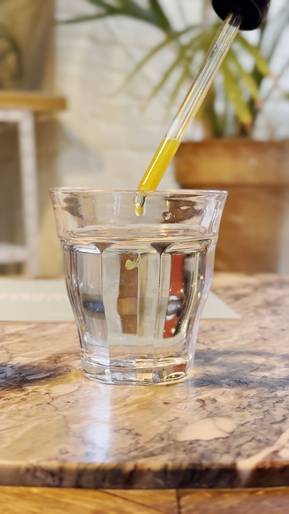 Baikalhelmkraut Pflanze