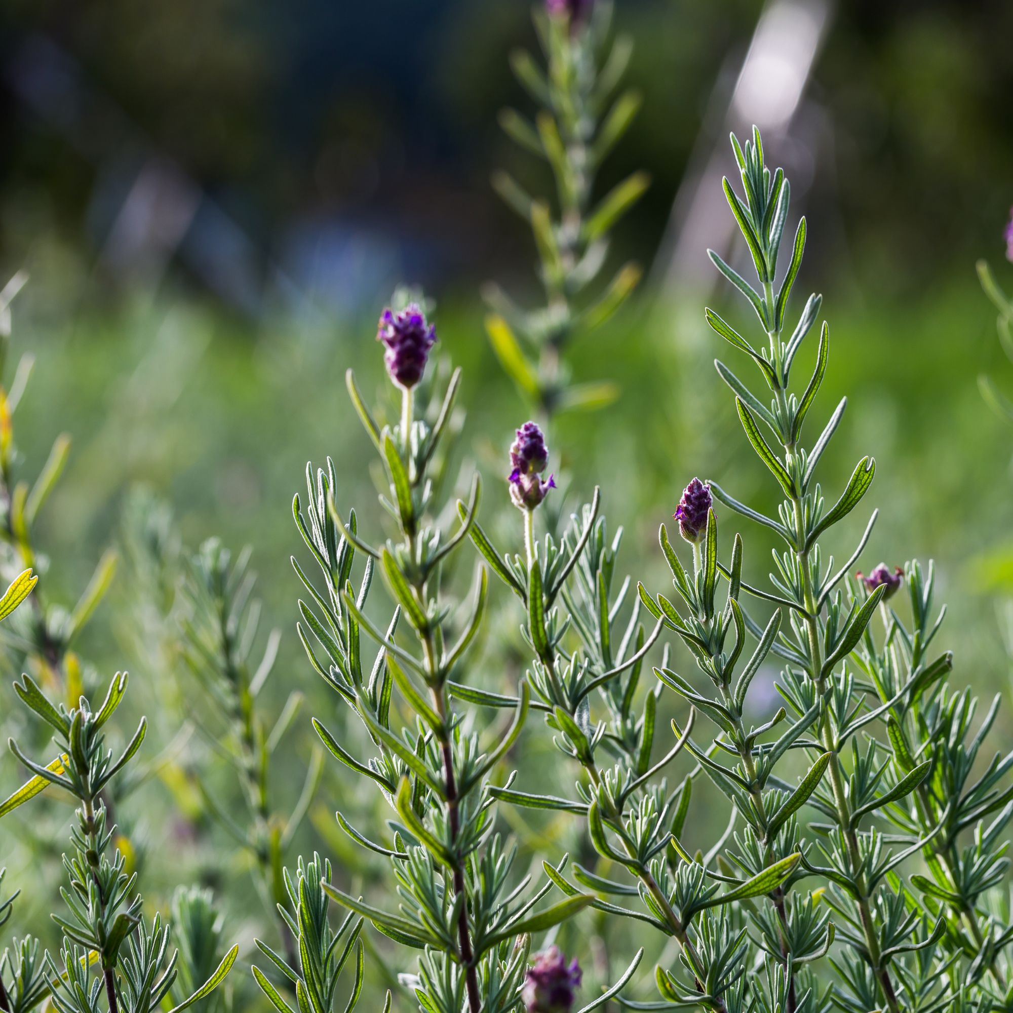 Rosmarinbl&uuml;te