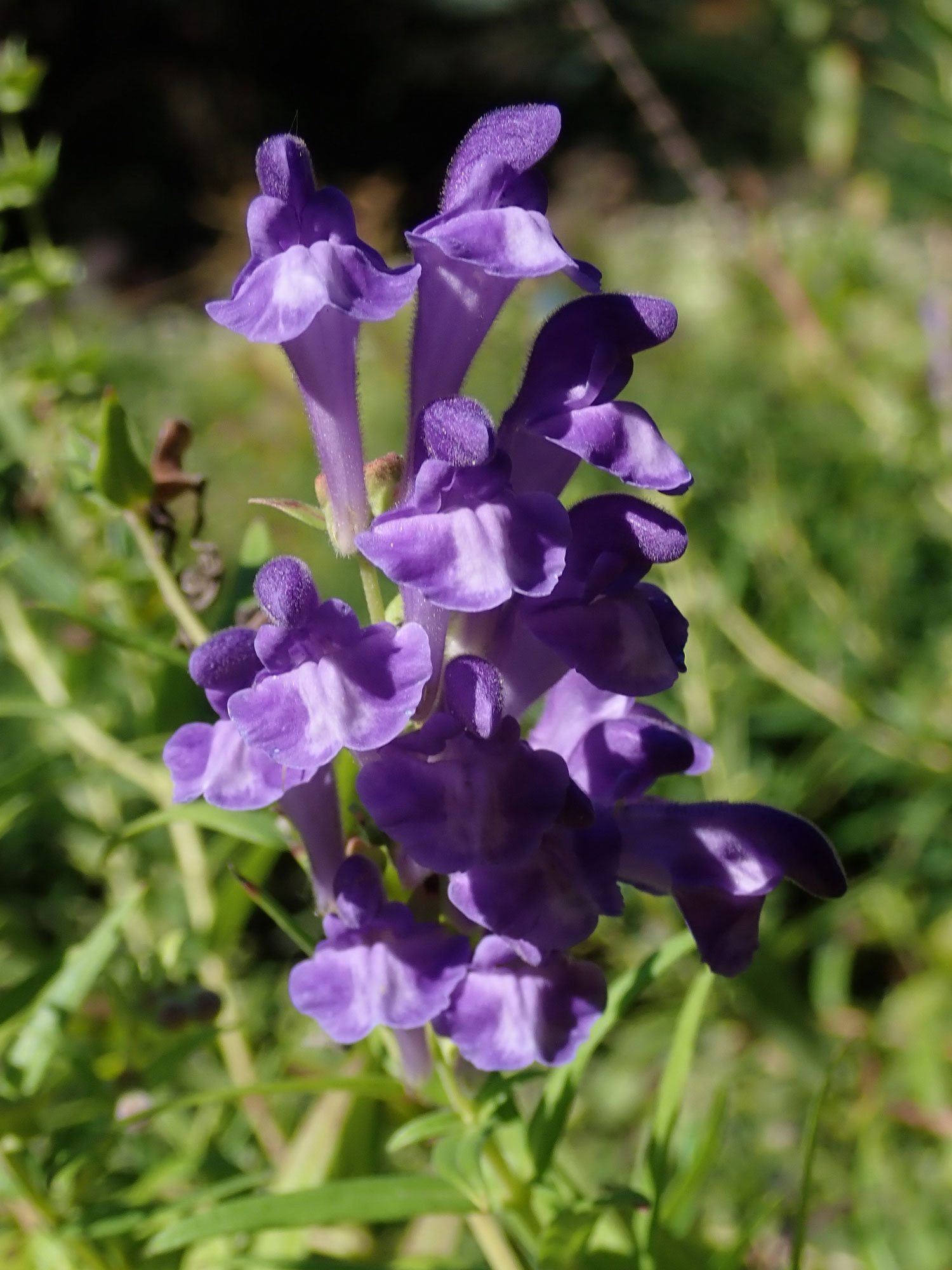 Baikalhelmkraut Verarbeitung