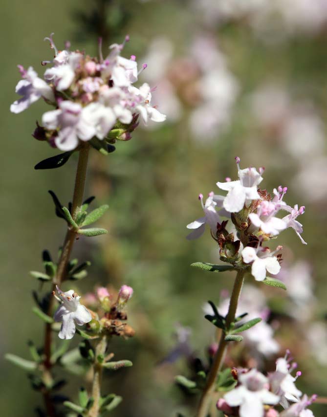 Echter Thymian (Thymus vulgaris)