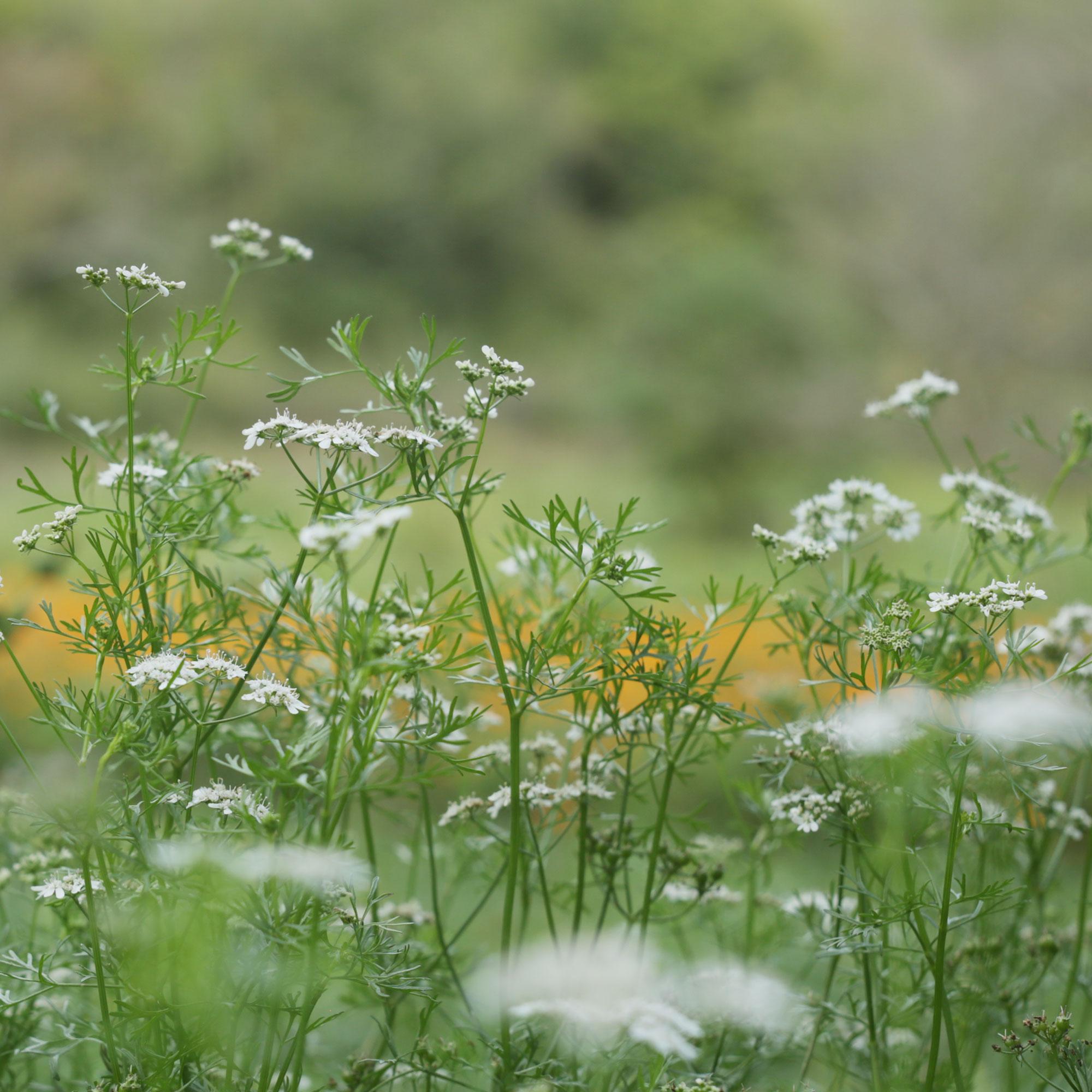 Koriander Tinktur Koriander Tinktur
