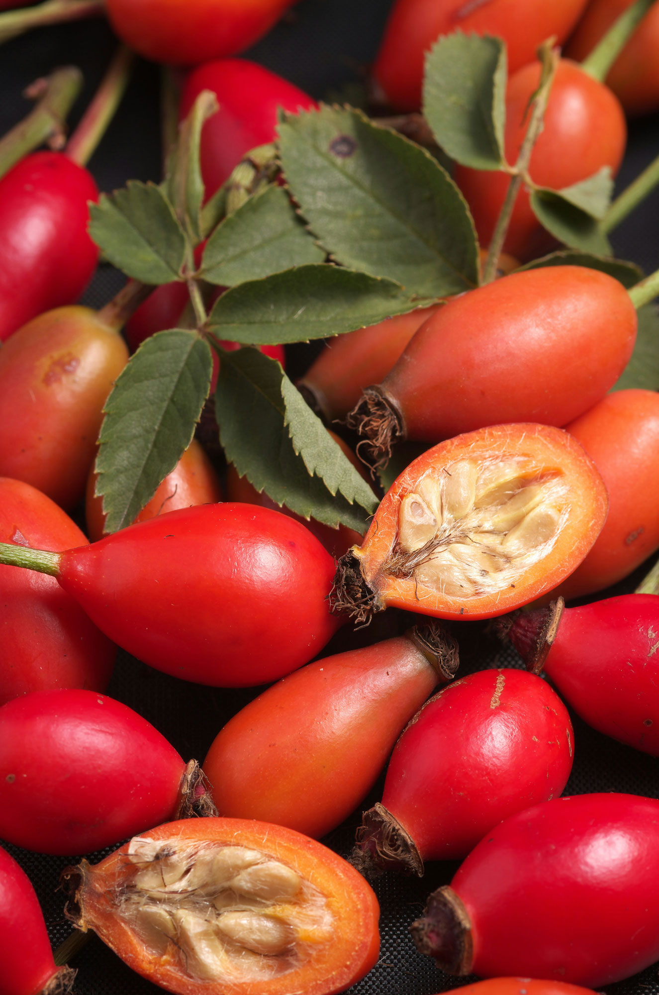 Hagebuttenfrucht Frucht der Hagebutte