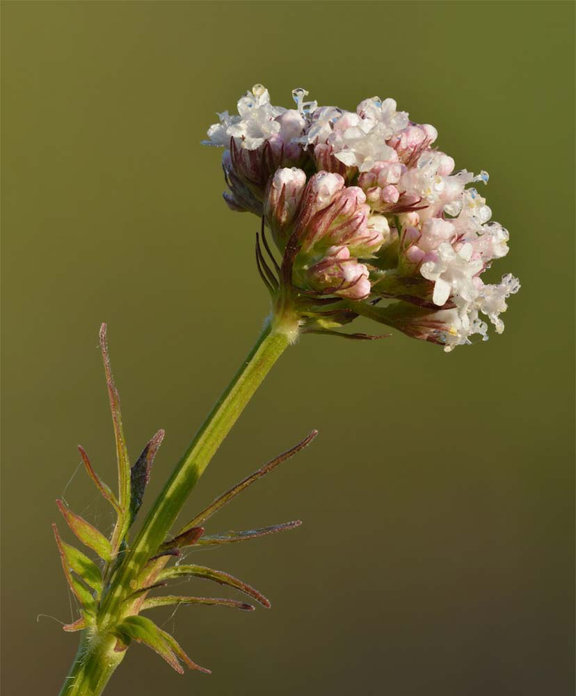 Echter Baldrian (Valeriana officinalis)