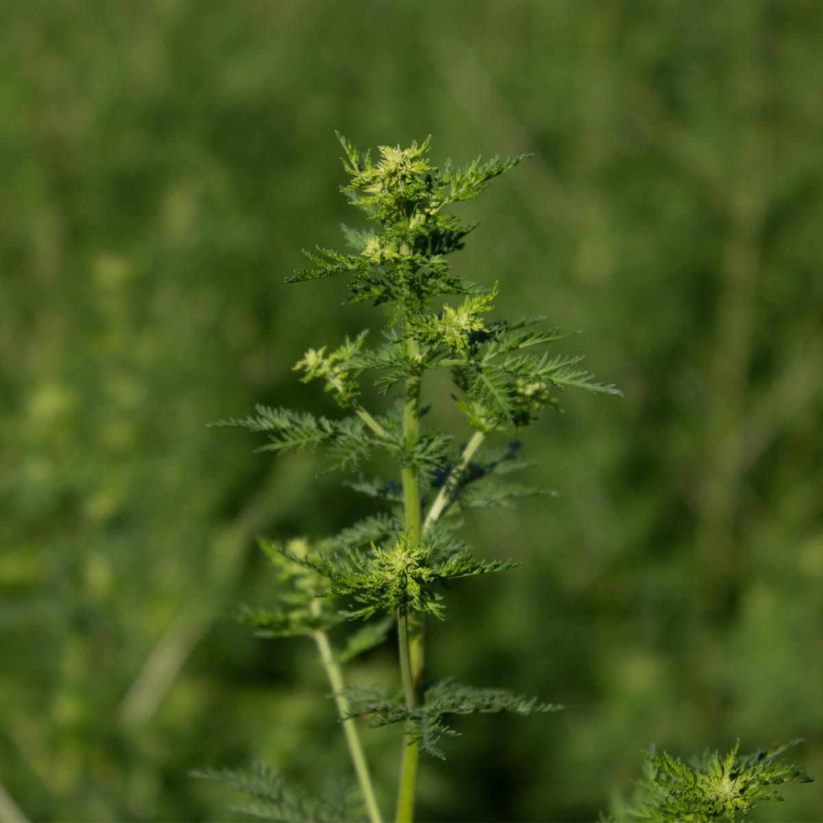 Artemisia annua Pflanzenauszug Alkoholfrei - Auswahl: 100 ml Artemisia annua Pflanzenauszug Alkoholfrei - Auswahl: 100 ml