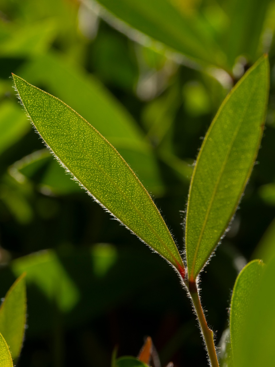 Lorbeerblatt, Laurus nobilis