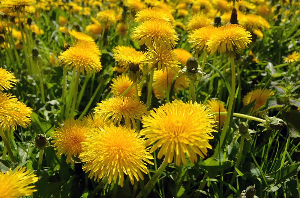 L&ouml;wenzahn auf der Wiese