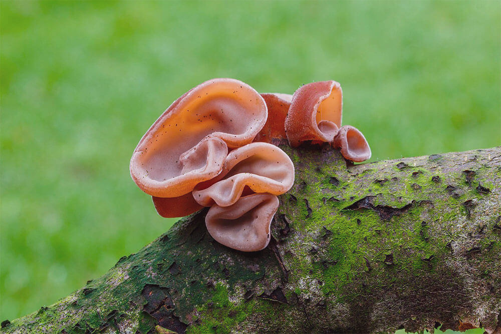 Judasohr (Auricularia)