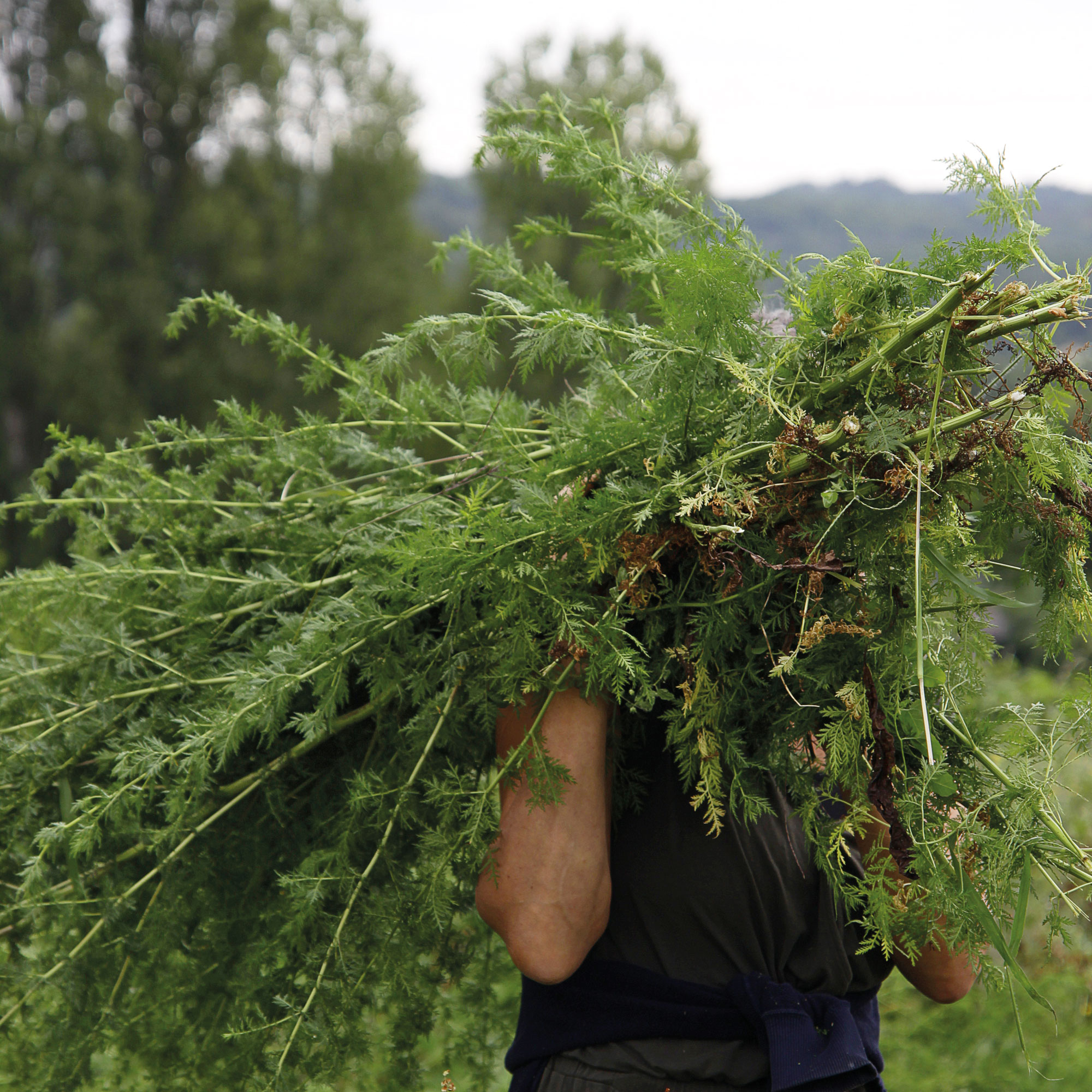 Artemisia-annua-Ernte Ernte von Artemisia annua auf dem Hof von Kasimir + Lieselotte