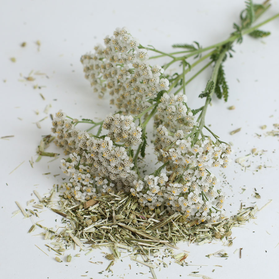 Getrocknete Schafgarbenblüten Getrocknete Schafgarbenblüten und Schafgarbenkraut