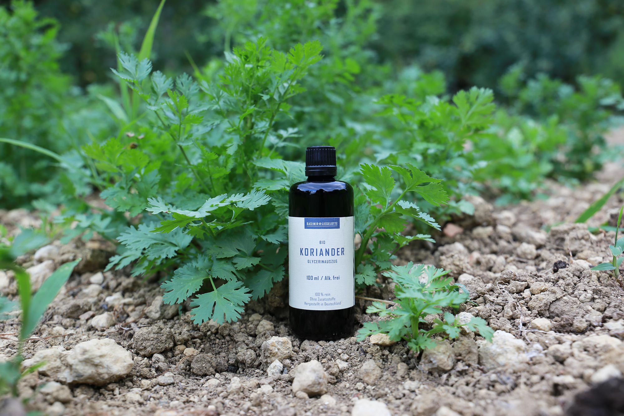 Koriander Tinktur Besonderheiten