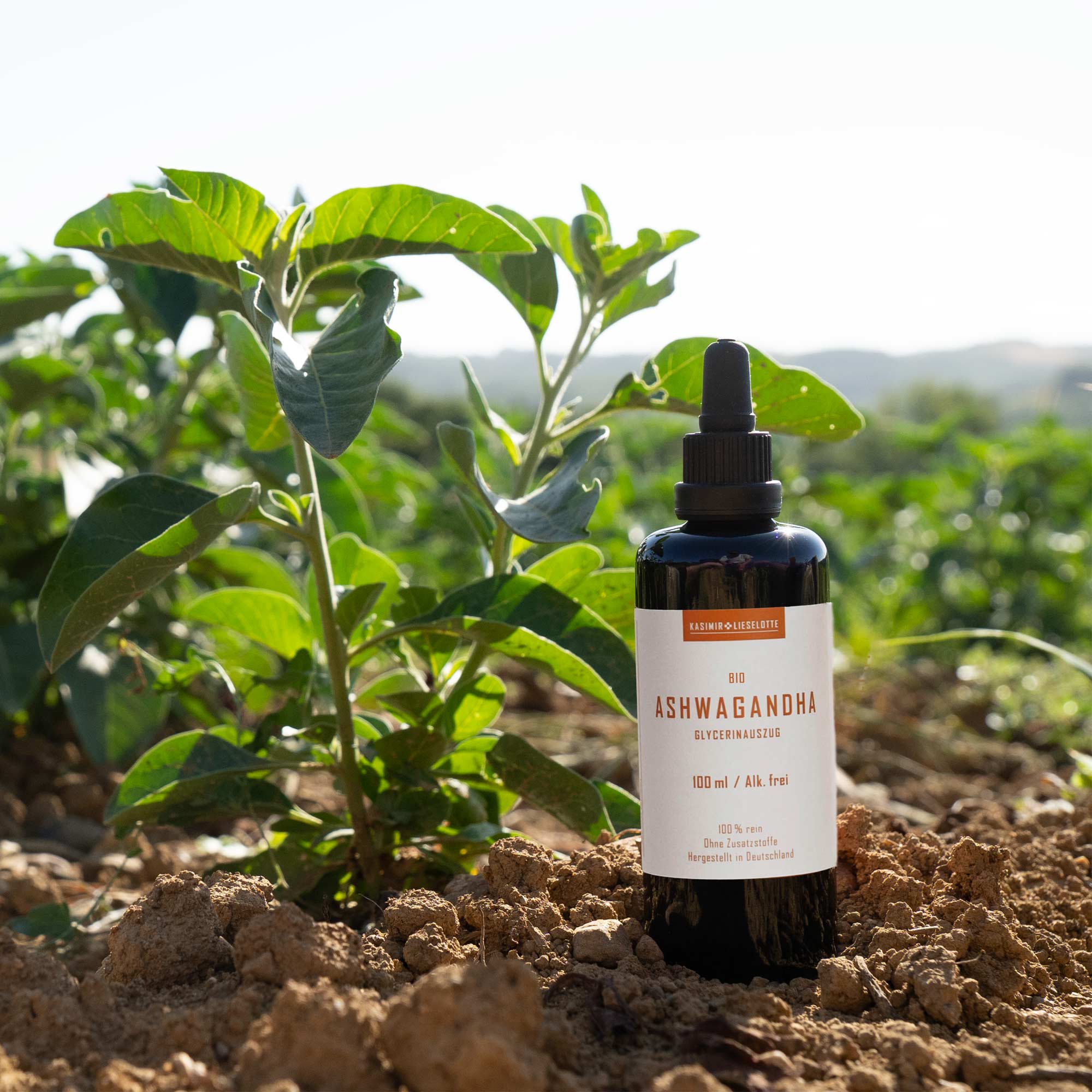 Ashwagandha Tinktur Alkoholfrei Bio 100 ml Ashwagandha Tinktur Alkoholfrei Bio 100 ml