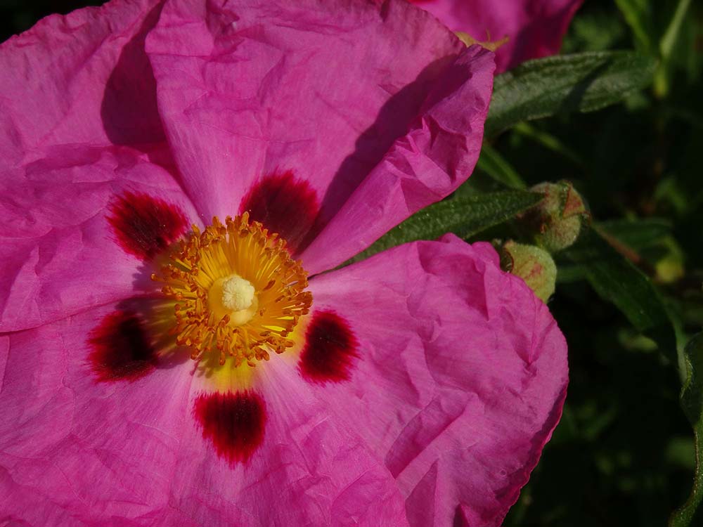 Zistrose Pflanze Cistus incanus
