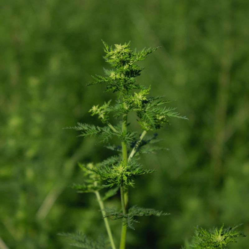 Artemisia annua, Einjähriger Beifuß kaufen Shop